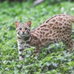 Mengenal Kucing Kuwuk: Sang Macan Kecil Penghuni Hutan Indonesia