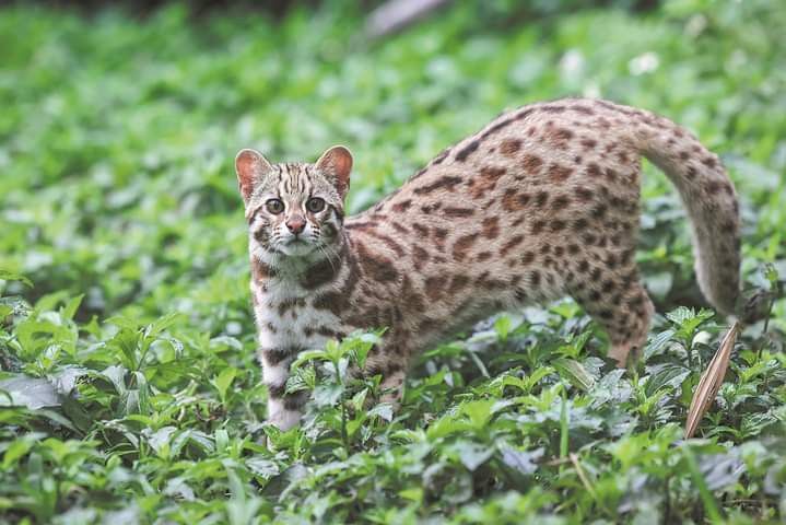 Mengenal Kucing Kuwuk: Sang Macan Kecil Penghuni Hutan Indonesia