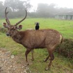 Rusa Sambar: Sang Penguasa Hutan Asia yang Mengagumkan